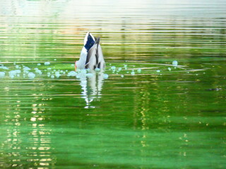 duck in the water