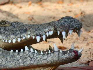 Obraz premium crocodile with mouth open