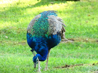 peacock in the grass