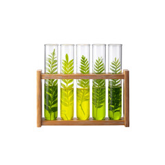 Botanical Research Green Leaves in Test Tubes with Liquid, Bamboo Rack