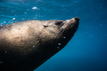 Close-up portrait of a large Australian fur seal bull posing in the light below the ocean’s...