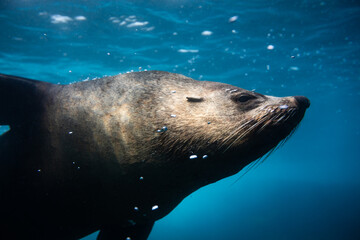 Obraz premium Close-up portrait of a large Australian fur seal bull posing in the light below the ocean’s surface. Captured in the blue waters surrounding Montague Island on the East Coast of Australia.