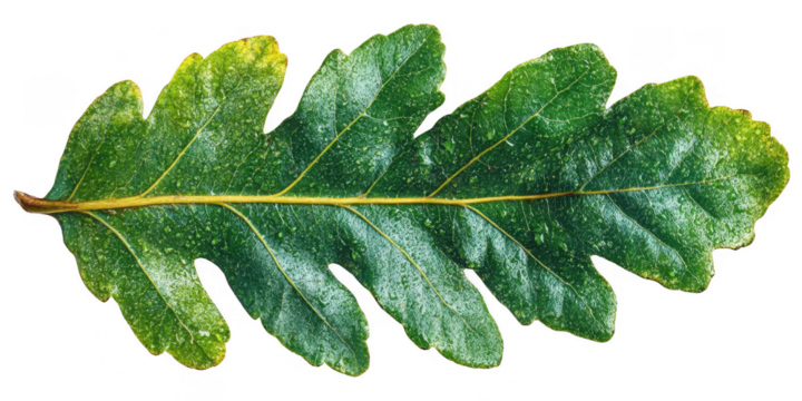 Detailed close up of a vibrant green fern leaf with serrated edges and central vein isolated on transparent background