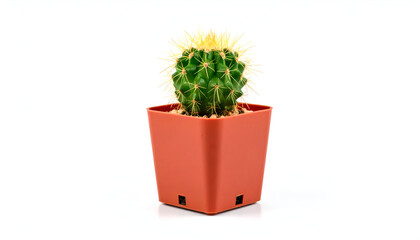 Small Cactus in Brown Pot.