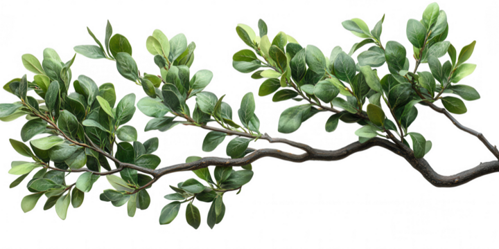 A detailed close up of a healthy green leafy branch with a textured brown stem isolated on transparent background - Powered by Adobe