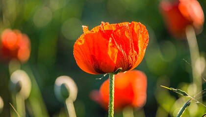 Obraz premium Vibrant poppy in a field
