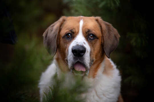 Portret psa rasy bernardyn