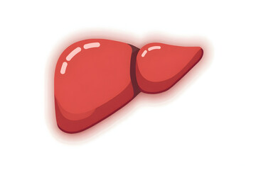 Liver Anatomy Illustration Human Organ in Red