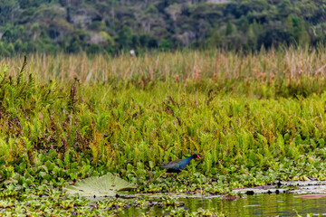 Purple gallinule at El Oconal Lagoon, Villa Rica - Oxapampa Province, Pasco, Peru