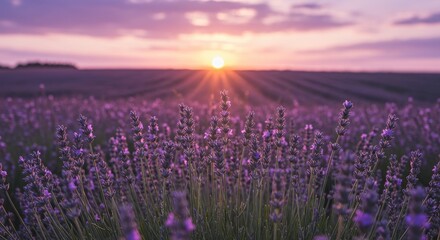 Fototapeta premium Lavender field sunset, rural landscape, summer evening, peaceful scene, nature background, postcard