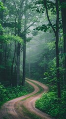 Obraz premium Winding dirt road through a misty forest. Lush green trees line a curving path