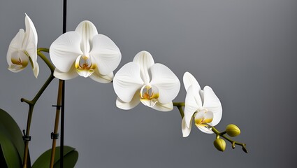 Obraz premium Close-up view of white orchids curving into an arch shape, crisp floral textures contrasted with a soft grey background.