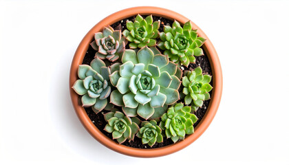 Succulent plant in terracotta pot, isolated on white background, top view