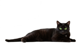 Cute domestic cat relaxing on white floor, isolated on clean white background, peaceful feline pose symbolizing calmness, comfort, pet lifestyle, animal rest, relaxation, companionship, and home tranq