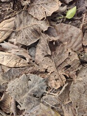 Close-up photo of dried brown leaves on the ground, Dried Leaves Close-Up Nature Background.