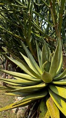 Fototapeta premium aloe vera plant