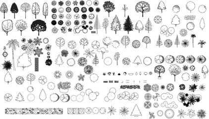 Vector Tree Plan and Elevation Outline Drawing on White Background © Anucha