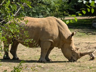 Obraz premium White Rhinoceros, Seoul, South Korea