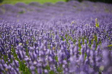 Fototapeta premium field of lavender