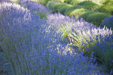 lavender flowers in the garden