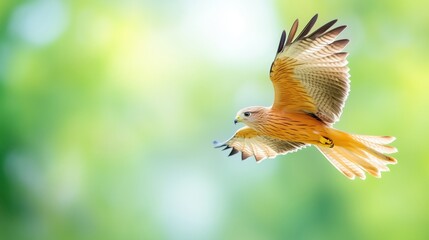 Red Kite Fishing