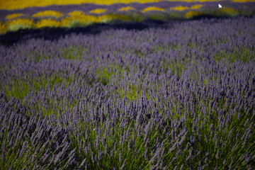 Fototapeta premium field of lavender