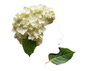 Floral profile of a woman.  White hydrangea flowers fill the head and hair area, with green leaves arranged around it.  Silhouette of a profile, outlined in white, against a black background