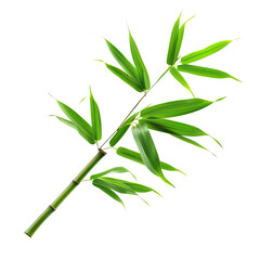 Obraz premium Bright green bamboo branch