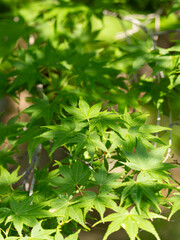 木洩れ日と青紅葉