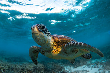 Fototapeta premium A green sea turtle glides over a coral reef in the clear waters of Lady Elliot Island, Great Barrier Reef, Australia.
