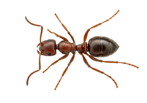 Desert Ant Close-Up PNG – Macro Shot of Ant Isolated on White Background, Detailed Insect Photography, Nature and Wildlife Concept, High-Resolution Ant Image for Education and Research