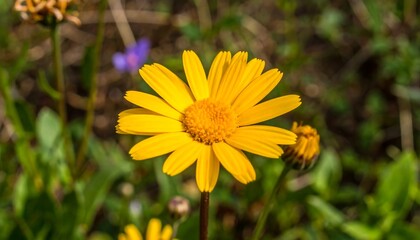 Close-up of a vibrant yellow flower (3)
