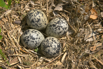 Killdeer birds are a ground nesting species and this is one of the variety of nests normally found.