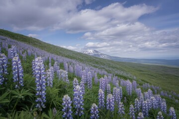 Fototapeta premium Vast field of purple lupine flowers on a rolling hillside under a cloudy sky