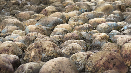 Closeup of rough cobblestones spread across the ground