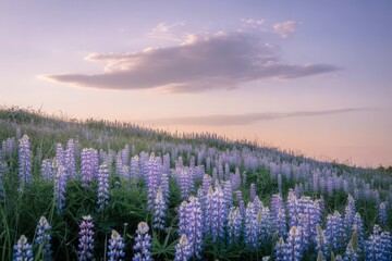 Fototapeta premium Purple lupine flowers bloom on a hillside under a soft twilight sky