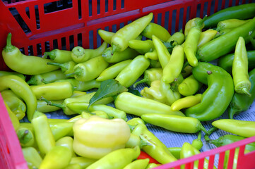 A collection of fresh, organic green peppers, white onions, and chopped scallions from market....