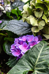 Close-up of vibrant purple hydrangea blossom surrounded by lush green leaves, natural floral background with vivid colors and soft light.
