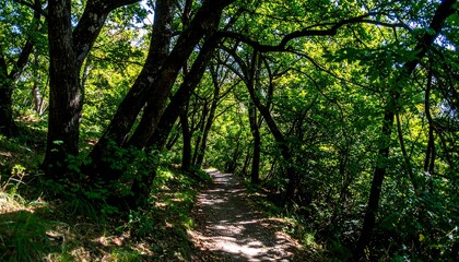 Fototapeta premium Sun-drenched forest path