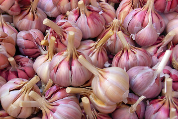 Close-up of fresh purple garlic bulbs, highlighting their value in health, culinary traditions, and...