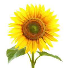Obraz premium Vibrant sunflower, bright yellow petals, dark center (4)