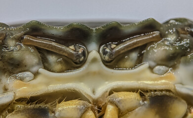 Macro shot of a crab's face highlighting its eyes, mouthparts, and textured exoskeleton. Ideal for marine biology, wildlife, and nature photography themes.