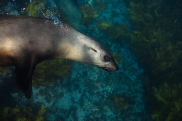 Close-up portrait of a large Australian fur seal swimming in the light above a shallow weed covered...