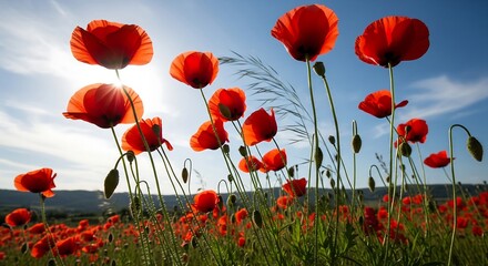 Obraz premium Field of red poppies reaching towards the sun against a clear blue sky. Vibrant and cheerful, a beautiful natural landscape.