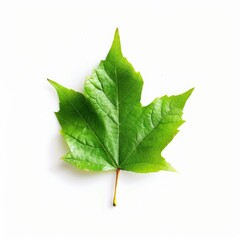 Fototapeta premium Single vibrant green maple leaf