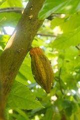 Cocoa fruit or Theobroma cacao on the tree, fresh cocoa fruit that is illuminated by the morning sun
