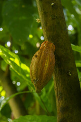 Cocoa fruit or Theobroma cacao on the tree, fresh cocoa fruit that is illuminated by the morning sun