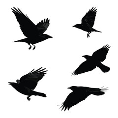 Obraz premium crow silhouette set flying, Black & White silhouette set