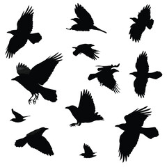 Fototapeta premium crow silhouette set flying, Black & White silhouette set