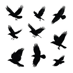 crow silhouette set flying, Black & White silhouette set